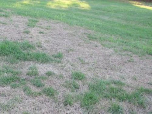 Fungus Lawn Damage in San Antonio