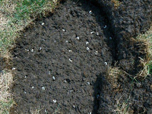 White Grub Worm Damage caused in San Antonio Lawns