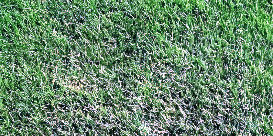 Bermuda sod lawn care and installation with landscape design, irrigation planning, and edging for durable turf coverage