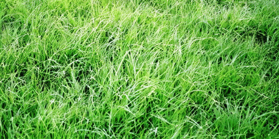Buffalo grass lawn care and landscape design with drought-tolerant turf, irrigation support, edging, and seasonal upkeep