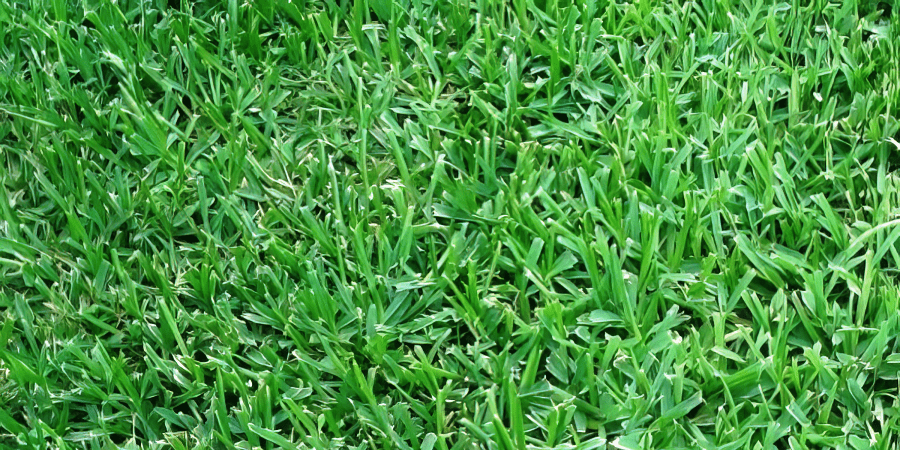 St Augustine sod installation for lawn care and landscape design, creating a dense, green, drought-tolerant turf lawn
