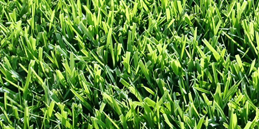 Zoysia sod installation for dense, drought-tolerant lawn replacement and improved lawn care results